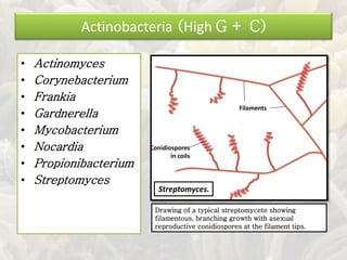 • Actinomyces
• Corynebacterium
• Frankia
• Gardnerella
• Mycobacterium
• Nocardia
• Propionibacterium
• Streptomyces
Actinobacteria (High G + C)
Filaments
Conidiospores
in coils
Streptomyces.
Drawing of a typical streptomycete showing
filamentous, branching growth with asexual
reproductive conidiospores at the filament tips.
 