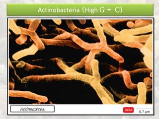 Actinomyces.
Actinobacteria (High G + C)
 