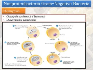 • Chlamydia trachomatis ( Trachoma)
• Chlamydophila pneumoniae
Nonproteobacteria Gram-Negative Bacteria
Chlamydias
 