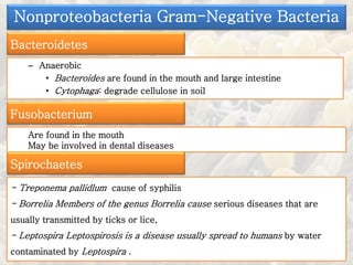 – Anaerobic
• Bacteroides are found in the mouth and large intestine
• Cytophaga: degrade cellulose in soil
Nonproteobacteria Gram-Negative Bacteria
Bacteroidetes
Fusobacterium
Are found in the mouth
May be involved in dental diseases
Spirochaetes
- Treponema pallidlum cause of syphilis
- Borrelia Members of the genus Borrelia cause serious diseases that are
usually transmitted by ticks or lice,
- Leptospira Leptospirosis is a disease usually spread to humans by water
contaminated by Leptospira .
 