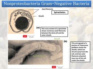 This cross section of a spirochete
shows numerous axial filaments
between the dark cell and the
outer sheath.
This micrograph of a
portion of Treponema
pallidum shows the
sheath, which has
shrunk away from the
cell, and two axial
filaments attached
near one of the cell
under the sheath.
Axial filaments
Sheath
Axial filaments
Sheath
Spirochetes.
Nonproteobacteria Gram-Negative Bacteria
 