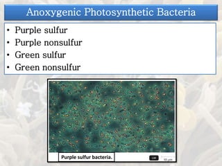 • Purple sulfur
• Purple nonsulfur
• Green sulfur
• Green nonsulfur
Anoxygenic Photosynthetic Bacteria
Purple sulfur bacteria.
 