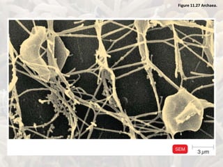 Figure 11.27 Archaea.
 