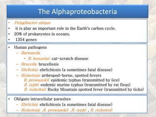 The Alphaproteobacteria
• Pelagibacter ubique
• it is play an important role in the Earth's carbon cycle.
• 20% of prokaryotes in oceans.
• 1354 genes
• Human pathogens
– Bartonella
• B. henselae: cat-scratch disease
– Brucella: brucellosis
– Ehrlichia: ehrlichiosis (a sometimes fatal disease)
– Rickettsia: arthropod-borne, spotted fevers
R. prowazekii: epidemic typhus (transmitted by lice)
R. typhi: endemic murine typhus (transmitted by rat fleas)
R. rickettsii: Rocky Mountain spotted fever (transmitted by ticks)
• Obligate intracellular parasites
– Ehrlichia: ehrlichiosis (a sometimes fatal disease)
– Rickettsia: ,R. prowazekii: ,R. typhi: , R. rickettsii:
 