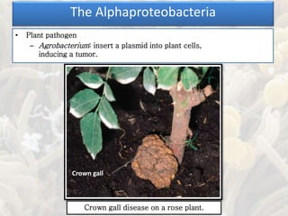 • Plant pathogen
– Agrobacterium: insert a plasmid into plant cells,
inducing a tumor.
The Alphaproteobacteria
Crown gall disease on a rose plant.
Crown gall
 