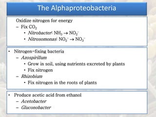 Oxidize nitrogen for energy
– Fix CO2
• Nitrobacter: NH3  NO2
–
• Nitrosomonas: NO2
–  NO3
–
The Alphaproteobacteria
• Nitrogen-fixing bacteria
– Azospirillum
• Grow in soil, using nutrients excreted by plants
• Fix nitrogen
– Rhizobium
• Fix nitrogen in the roots of plants
• Produce acetic acid from ethanol
– Acetobacter
– Gluconobacter
 