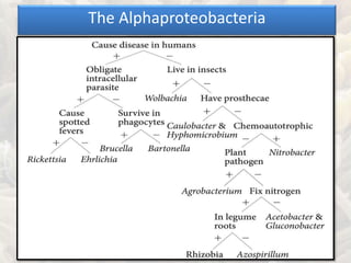 The Alphaproteobacteria
 