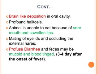 CONT…
Brain like deposition in oral cavity.
Profound halitosis.
Animal is unable to eat because of sore
mouth and sawollen lips.
Mating of eyelids and occluding the
external nares.
Profuse Diarrhea and feces may be
mucoid and blood tinged. (3-4 day after
the onset of fever).
 