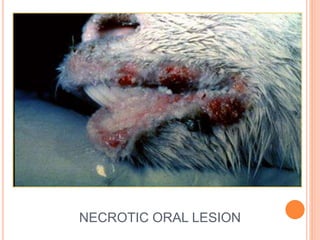 NECROTIC ORAL LESION
 