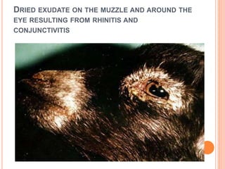 DRIED EXUDATE ON THE MUZZLE AND AROUND THE
EYE RESULTING FROM RHINITIS AND
CONJUNCTIVITIS
 