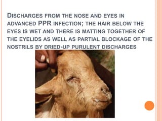 DISCHARGES FROM THE NOSE AND EYES IN
ADVANCED PPR INFECTION; THE HAIR BELOW THE
EYES IS WET AND THERE IS MATTING TOGETHER OF
THE EYELIDS AS WELL AS PARTIAL BLOCKAGE OF THE
NOSTRILS BY DRIED-UP PURULENT DISCHARGES
 