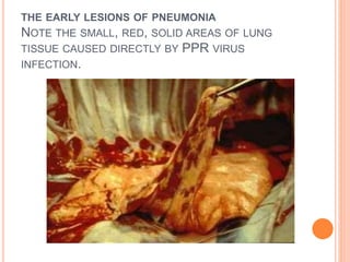 THE EARLY LESIONS OF PNEUMONIA
NOTE THE SMALL, RED, SOLID AREAS OF LUNG
TISSUE CAUSED DIRECTLY BY PPR VIRUS
INFECTION.
 