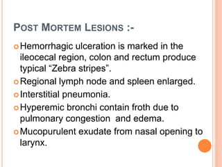 POST MORTEM LESIONS :-
Hemorrhagic ulceration is marked in the
ileocecal region, colon and rectum produce
typical “Zebra stripes”.
Regional lymph node and spleen enlarged.
Interstitial pneumonia.
Hyperemic bronchi contain froth due to
pulmonary congestion and edema.
Mucopurulent exudate from nasal opening to
larynx.
 