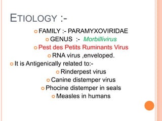 ETIOLOGY :-
 FAMILY :- PARAMYXOVIRIDAE
 GENUS :- Morbillivirus
 Pest des Petits Ruminants Virus
 RNA virus ,enveloped.
 It is Antigenically related to:-
 Rinderpest virus
 Canine distemper virus
 Phocine distemper in seals
 Measles in humans
 