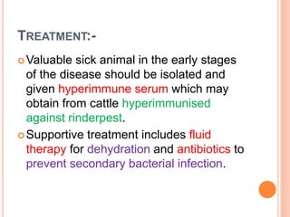 TREATMENT:-
Valuable sick animal in the early stages
of the disease should be isolated and
given hyperimmune serum which may
obtain from cattle hyperimmunised
against rinderpest.
Supportive treatment includes fluid
therapy for dehydration and antibiotics to
prevent secondary bacterial infection.
 