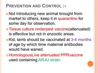 PREVENTION AND CONTROL :-
Not introducing new animal brought from
market to others, keep it in quarantine for
some day for observation.
Tissue culture rinderpest vaccine(attenuated)
is effective but not in enzootic areas.
Kid, lamb should be vaccinated at 3-4 months
of age by which time maternal antibodies
would have waned.
HomologousLive attenuated PPRvaccine
used containing ARJU strain.
 