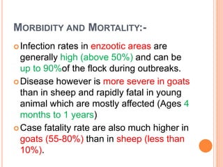 MORBIDITY AND MORTALITY:-
Infection rates in enzootic areas are
generally high (above 50%) and can be
up to 90%of the flock during outbreaks.
Disease however is more severe in goats
than in sheep and rapidly fatal in young
animal which are mostly affected (Ages 4
months to 1 years)
Case fatality rate are also much higher in
goats (55-80%) than in sheep (less than
10%).
 