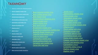TAXANOMY
• Potyvirus contains the following species:
• African eggplant mosaic virus
• Algerian watermelon mosaic virus
• Alstroemeria mosaic virus
• Alternanthera mild mosaic virus
• Amaranthus leaf mottle virus
• Amazon lily mosaic virus
• Angelica virus Y
• Apium virus Y
• Araujia mosaic virus
• Arracacha mottle virus
• Asparagus virus 1
• Banana bract mosaic virus
• Barbacena virus Y
• Basella rugose mosaic virus
• Bean common mosaic necrosis vi
•Bean common mosaic virus
•Bean yellow mosaic virus
•Beet mosaic virus
•Begonia flower breaking virus
•Bidens mosaic virus
•Bidens mottle virus
•Blue squill virus A
•Brugmansia mosaic virus
•Brugmansia suaveolens mottle virus
•Butterfly flower mosaic virus
•Calanthe mild mosaic virus
•Calla lilylatent virus
•Callistephus mottle virus
•Canna yellow streak virus
•Carnation vein mottle virus
•Carrot thin leaf virus
•Carrot virus Y
•Catharanthus mosaic virus
•Celery mosaic virus
•Ceratobium mosaic virus
•Chilliringspot virus
•Chilliveinal mottle virus
•Chinese artichoke mosaic virus
•Clitoria virus Y
•Clover yellow vein virus
•Cocksfoot streak virus
•Colombian datura virus
•Commelina mosaic virus
•Costus stripe mosaic virus
•Cowpea aphid-borne mosaic virus
•Cucurbit vein banding virus
•Cypripedium virus Y
•Cyrtanthus elatus virus A
•Daphne mosaic virus
•Daphne virus Y
 
