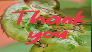 Potyvirus - plant virus interaction