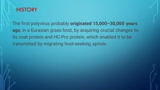 HISTORY
The first potyvirus probably originated 15,000–30,000 years
ago, in a Eurasian grass host, by acquiring crucial changes to
its coat protein and HC-Pro protein, which enabled it to be
transmitted by migrating host-seeking aphids.
 