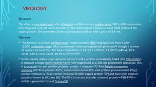 VIROLOGY
Structure
The virion is non-enveloped with a flexuous and filamentous nucleocapsid, 680 to 900 nanometers
(nm) long and is 11–20 nm in diameter.[1] The nucleocapsid contains around 2000 copies of the
capsid protein. The symmetry of the nucleocapsid is helical with a pitch of 3.4 nm.
Genome
• The genome is a linear, positive-sense, single-stranded RNA ranging in size from 9,000–
12,000 nucleotide bases. Most potyviruses have non-segmented genomes,[1] though a number
of species are bipartite. The base composition is: 21–23.51–26% G; 23–30.15–44% A; 14.9–
22.41–28% C; 15.6–24.41–30.9% U.[citation needed]
• In the species with a single genome, at the 5' end a protein is covalently linked (the VPg protein).
It encodes a single open reading frame (ORF) expressed as a 350 kDa polyprotein precursor. This
is processed into ten smaller proteins: protein 1 protease (P1-Pro), helper component
protease (HC-Pro), protein 3 (P3), cylindrical inclusion (CI), viral protein genome-linked (Vpg),
nuclear inclusion A (NIa), nuclear inclusion B (NIb), capsid protein (CP) and two small putative
proteins known as 6K1 and 6K2. The P3 cistron also encodes a second protein—P3N-PIPO—
which is generated by a +2 frameshift.
 