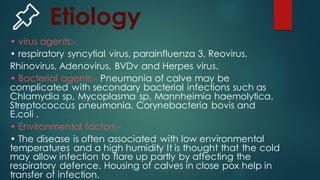 📌 Etiology
• virus agents:-
• respiratory syncytial virus, parainfluenza 3, Reovirus,
Rhinovirus, Adenovirus, BVDv and Herpes virus.
• Bacterial agents:- Pneumonia of calve may be
complicated with secondary bacterial infections such as
Chlamydia sp, Mycoplasma sp, Mannheimia haemolytica,
Streptococcus pneumonia, Corynebacteria bovis and
E.coli .
• Environmental factors:-
• The disease is often associated with low environmental
temperatures and a high humidity It is thought that the cold
may allow infection to flare up partly by affecting the
respiratory defence. Housing of calves in close pox help in
transfer of infection.
 