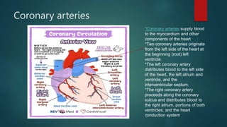Coronary arteries
*Coronary arteries supply blood
to the myocardium and other
components of the heart
*Two coronary arteries originate
from the left side of the heart at
the beginning (root) left
ventricle.
*The left coronary artery
distributes blood to the left side
of the heart, the left atrium and
ventricle, and the
interventricular septum.
*The right coronary artery
proceeds along the coronary
sulcus and distributes blood to
the right atrium, portions of both
ventricles, and the heart
conduction system
 