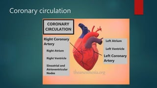 Coronary circulation
 