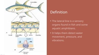 Understanding the Lateral Line System in Fish: Structure, Function, and ...