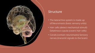 Visible Lateral Line Understanding the Lateral Line System in Fish: Structure, Function, and ...