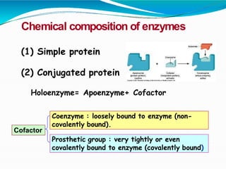 Chemical composition of enzymes
(1) Simple protein
(2) Conjugated protein
Holoenzyme= Apoenzyme+ Cofactor
Coenzyme : loosely bound to enzyme (non-
covalently bound).
Prosthetic group : very tightly or even
covalently bound to enzyme (covalently bound)
Cofactor
 