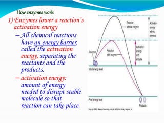 How enzymes work
1) Enzymes lower a reaction’s
activation energy
–All chemical reactions
have an energy barrier,
called the activation
energy, separating the
reactants and the
products.
–activation energy:
amount of energy
needed to disrupt stable
molecule so that
reaction can take place.
 