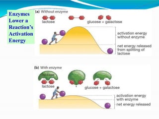 Enzymes
Lower a
Reaction’s
Activation
Energy
 