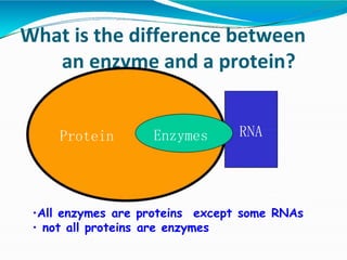 What is the difference between
an enzyme and a protein?
Protein
•All enzymes are proteins except some RNAs
• not all proteins are enzymes
RNA
Enzymes
 