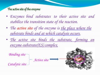 The activesiteof theenzyme
• Enzymes bind substrates to their active site and
stabilize the transition state of the reaction.
• The active site of the enzyme is the place where the
substrate binds and at which catalysis occurs.
• The active site binds the substrate, forming an
enzyme-substrate(ES) complex.
Binding site
Active site
Catalytic site
 