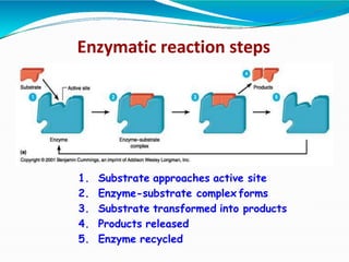 Enzymatic reaction steps
1. Substrate approaches active site
2. Enzyme-substrate complex forms
3. Substrate transformed into products
4. Products released
5. Enzyme recycled
 