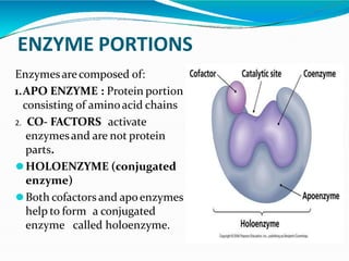 ENZYME PORTIONS
Enzymesarecomposed of:
1.APO ENZYME : Protein portion
consisting of aminoacid chains
2. CO- FACTORS activate
enzymesand are not protein
parts.
⚫HOLOENZYME (conjugated
enzyme)
⚫Both cofactors and apoenzymes
help to form a conjugated
enzyme called holoenzyme.
 