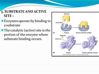 3. SUBSTRATE AND ACTIVE
SITE :
⚫Enzymesoperate by binding to
a substrate
⚫Thecatalytic (active) site is the
portion of the enzyme where
substrate binding occurs.
 