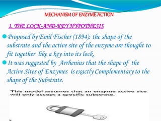 MECHANISMOF ENZYMEACTION
⚫Proposed by Emil Fischer (1894): the shape of the
substrate and the active site of the enzyme are thought to
fit together like a key into its lock.
⚫It was suggested by Arrhenius that the shape of the
Active Sites of Enzymes is exactly Complementary to the
shape of the Substrate.
1. THE LOCK-AND-KEY HYPOTHESIS
 