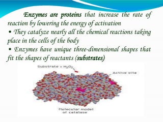Enzymes are proteins that increase the rate of
reaction by lowering the energy of activation
• They catalyze nearly all the chemical reactions taking
place in the cells of the body
• Enzymes have unique three-dimensional shapes that
fit the shapes of reactants (substrates)
 