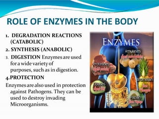 ROLE OF ENZYMES IN THE BODY
1. DEGRADATION REACTIONS
(CATABOLIC)
2. SYNTHESIS (ANABOLIC)
3. DIGESTION Enzymesare used
fora wide varietyof
purposes, such as in digestion.
4.PROTECTION
Enzymesarealso used in protection
against Pathogens. They can be
used to destroy invading
Microorganisms.
 