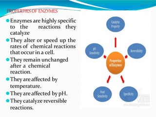 ⚫Enzymes are highly specific
to the reactions they
catalyze
⚫They alter or speed up the
rates of chemical reactions
thatoccur in a cell.
⚫They remain unchanged
after a chemical
reaction.
⚫Theyareaffected by
temperature.
⚫Theyareaffected by pH.
⚫Theycatalyze reversible
reactions.
PROPERTIESOF ENZYMES
 
