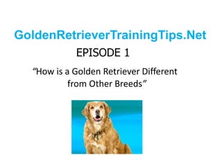GoldenRetrieverTrainingTips.Net EPISODE 1“How is a Golden Retriever Different 		      from Other Breeds” 
