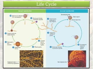 Life Cycle
 