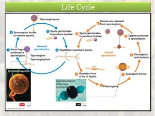 Life Cycle
 