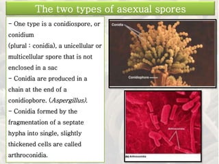 - One type is a conidiospore, or
conidium
(plural : conidia), a unicellular or
multicellular spore that is not
enclosed in a sac
- Conidia are produced in a
chain at the end of a
conidiopbore. (Aspergillus).
- Conidia formed by the
fragmentation of a septate
hypha into single, slightly
thickened cells are called
arthroconidia.
The two types of asexual spores
 