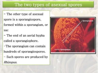 - The other type of asexual
spore is a sporangiospore,
formed within a sporangium, or
sac
- The end of an aerial hypha
called a sporangiophore.
-The sporangium can contain
hundreds of sporangiospores.
- Such spores are produced by
Rhizopus.
The two types of asexual spores
 