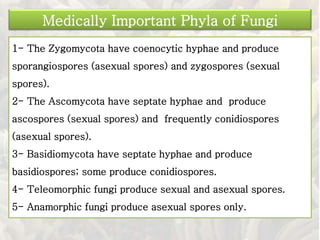 1- The Zygomycota have coenocytic hyphae and produce
sporangiospores (asexual spores) and zygospores (sexual
spores).
2- The Ascomycota have septate hyphae and produce
ascospores (sexual spores) and frequently conidiospores
(asexual spores).
3- Basidiomycota have septate hyphae and produce
basidiospores; some produce conidiospores.
4- Teleomorphic fungi produce sexual and asexual spores.
5- Anamorphic fungi produce asexual spores only.
Medically Important Phyla of Fungi
 