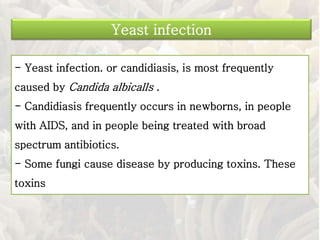 - Yeast infection. or candidiasis, is most frequently
caused by Candida albicalls .
- Candidiasis frequently occurs in newborns, in people
with AIDS, and in people being treated with broad
spectrum antibiotics.
- Some fungi cause disease by producing toxins. These
toxins
Yeast infection
 