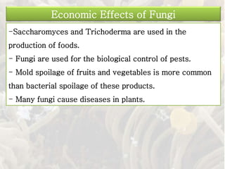 -Saccharomyces and Trichoderma are used in the
production of foods.
- Fungi are used for the biological control of pests.
- Mold spoilage of fruits and vegetables is more common
than bacterial spoilage of these products.
- Many fungi cause diseases in plants.
Economic Effects of Fungi
 